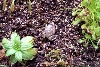 stowaway Eastern Narrowmouth toad found in my CP terarrium
