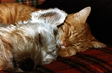 Sweet Dreams