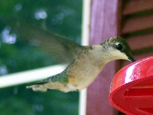 Hummer on the front porch