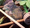 LazyLightning - Lounge Lizard