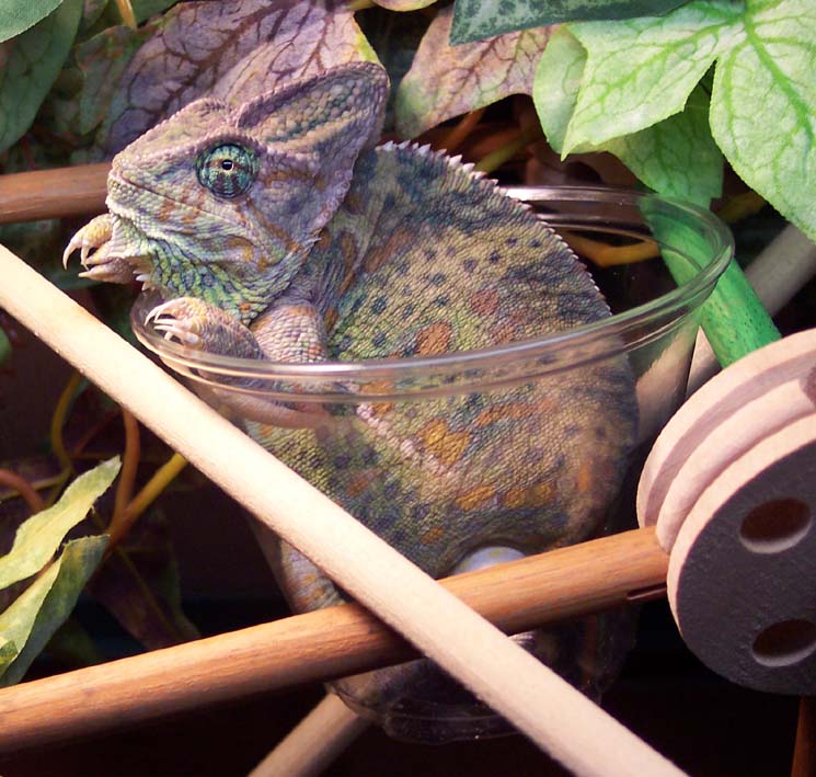 LazyLightning - Lounge Lizard