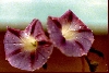 Morning's Glory