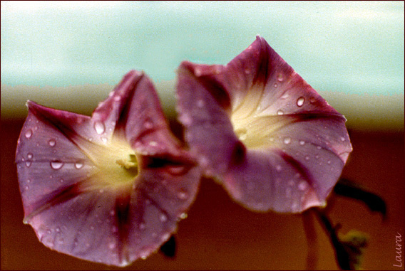 Morning's Glory