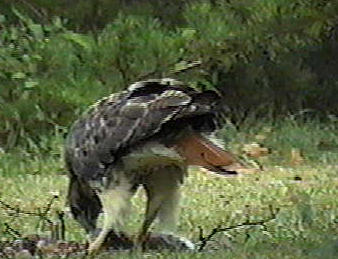 Redtail in the front yard