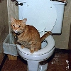 Sundance, a real potty animal