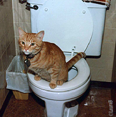 Sundance, a real potty animal