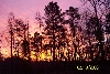 Sunrise from my backyard