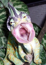 JackFlash pretending he's a large-mouth bass