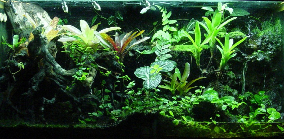 75 gal vivarium and 0.0.8 Cobalt Tinctorius dart frogs