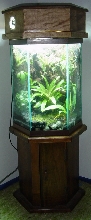 D. Tinctorius "Cobalt" Tropical Vivarium