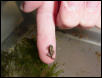 froglet on my finger