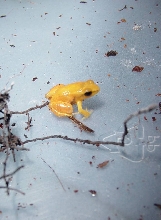 My biggest Golden Mantella-Ritz