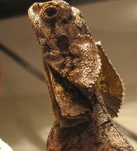 frilled neck lizard basking