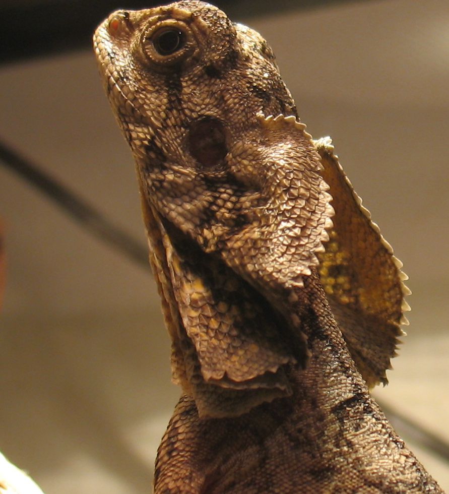 frilled neck lizard basking