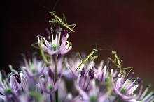 more baby prey mantids