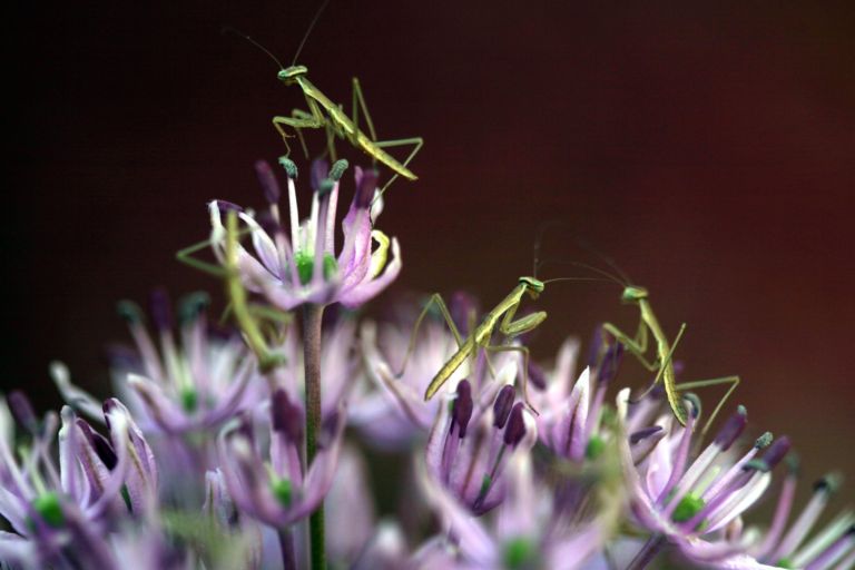 more baby prey mantids
