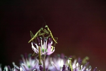 baby prey mantids