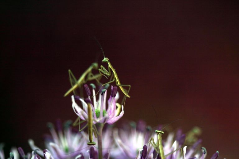 baby prey mantids