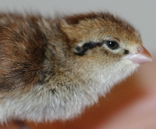 baby bobwhite quail