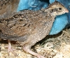 bobwhite quails 2