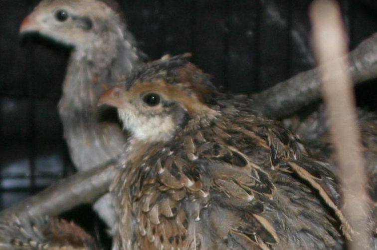 Bobwhite Quails