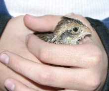 Holding a Bobwhite Quail