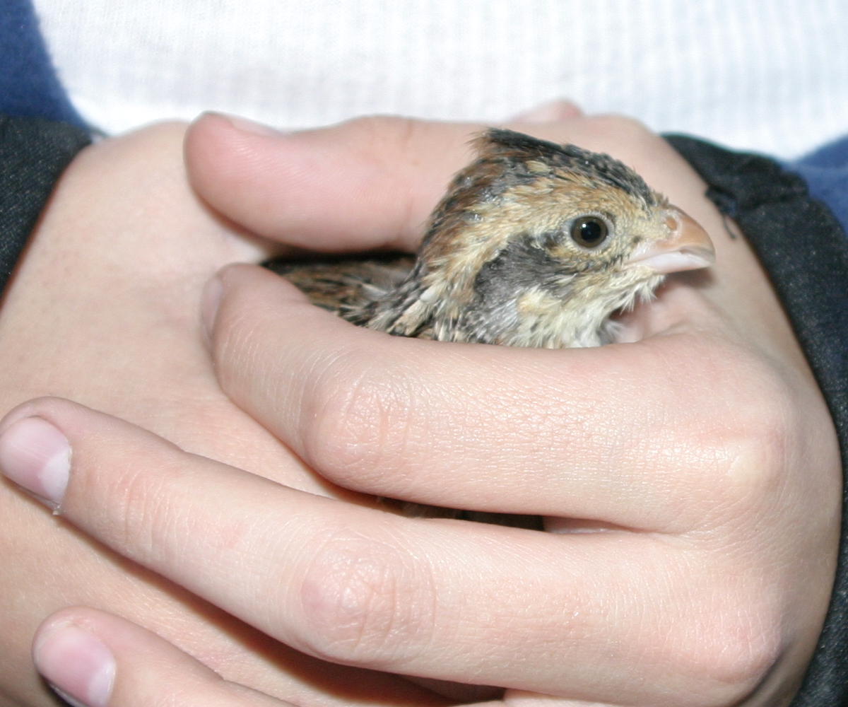 Holding a Bobwhite Quail