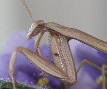 minionet my old prey mantis