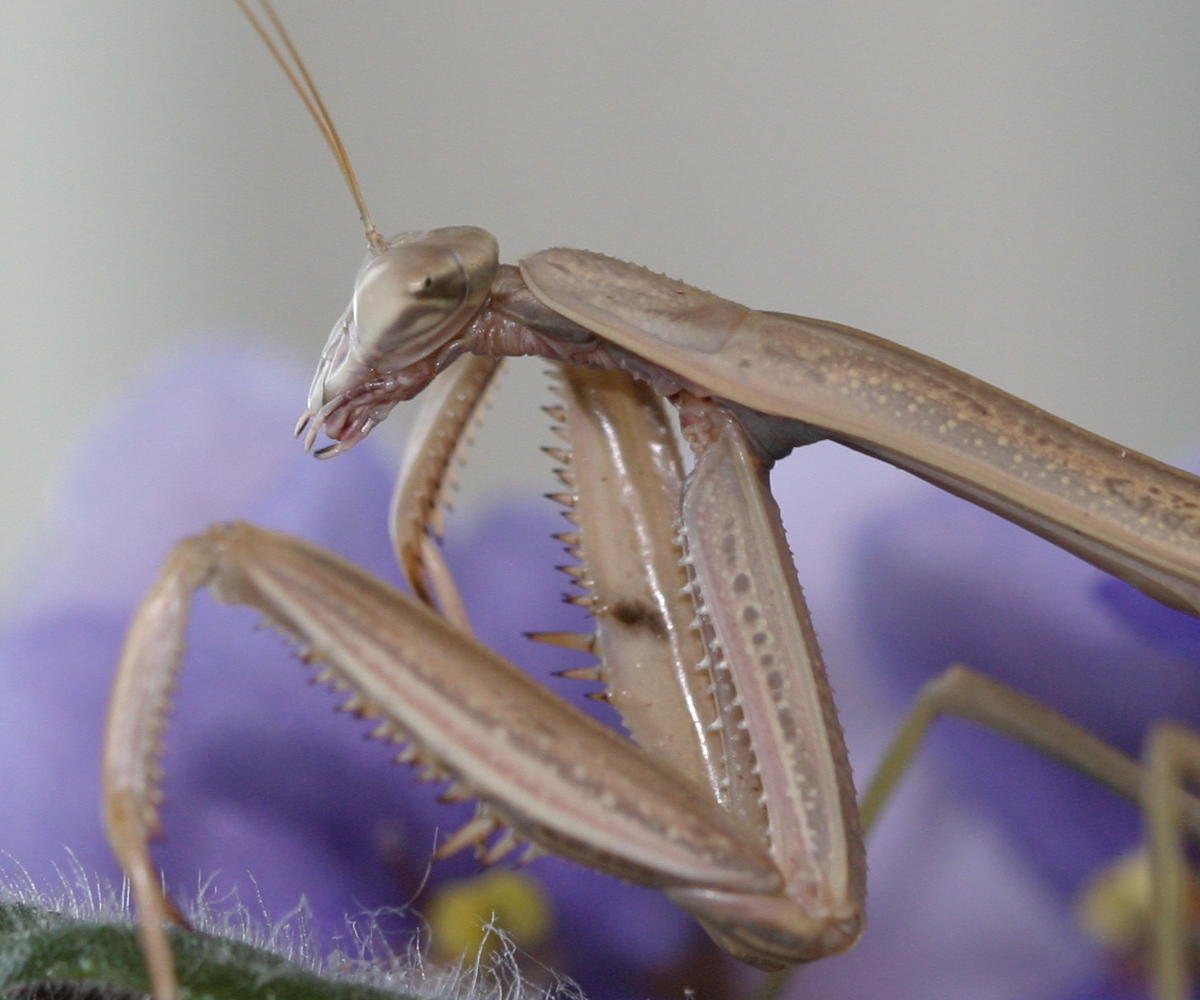 minionet my old prey mantis