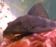 pleco