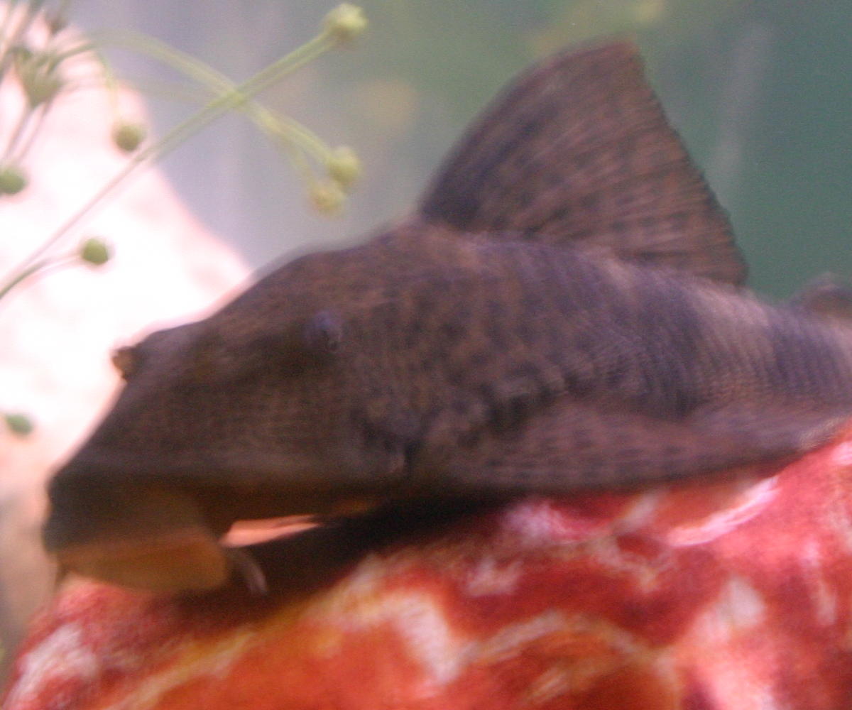 pleco
