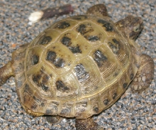 sheldon crawling