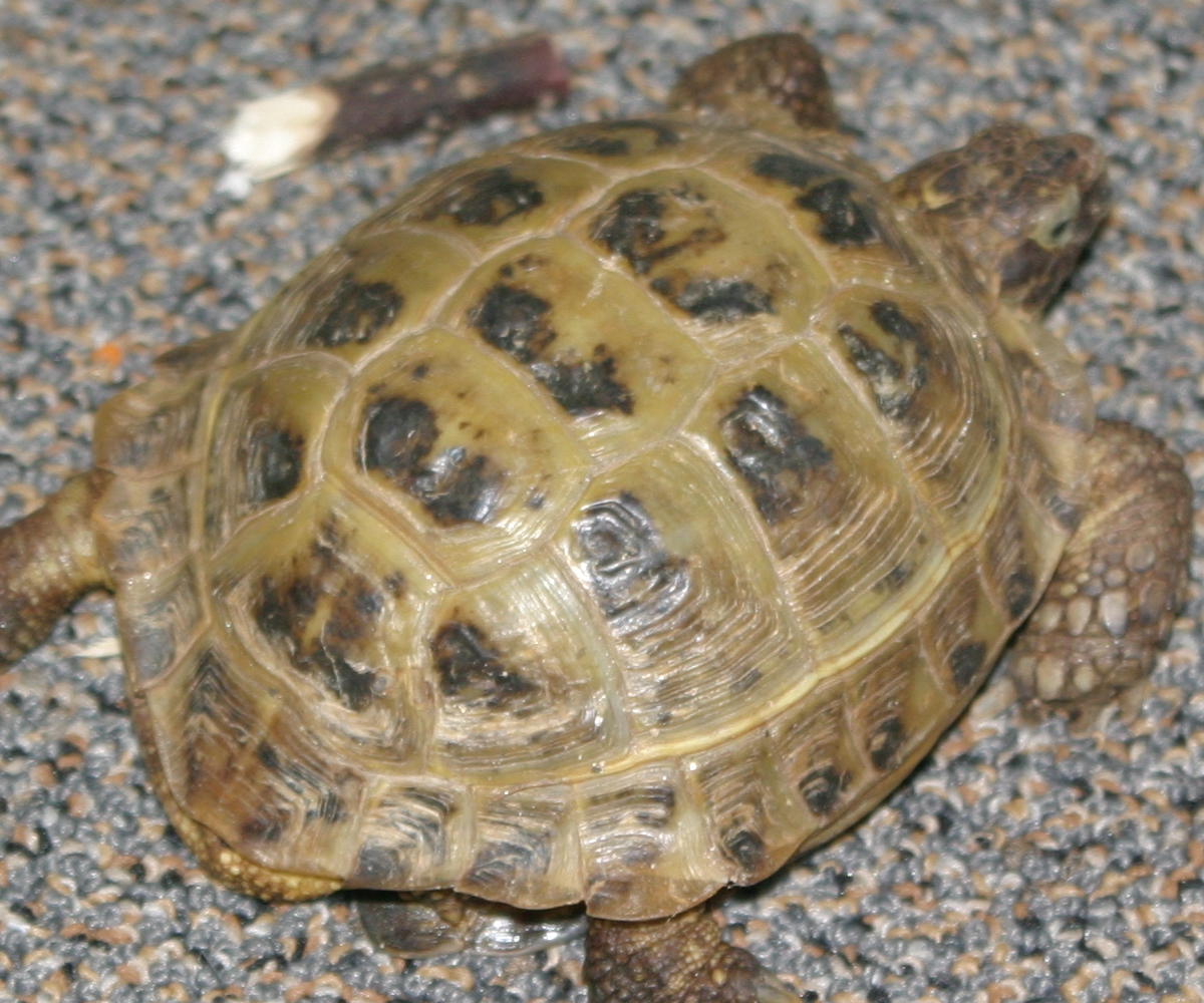 sheldon crawling