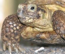 sheldon the russian tortoise