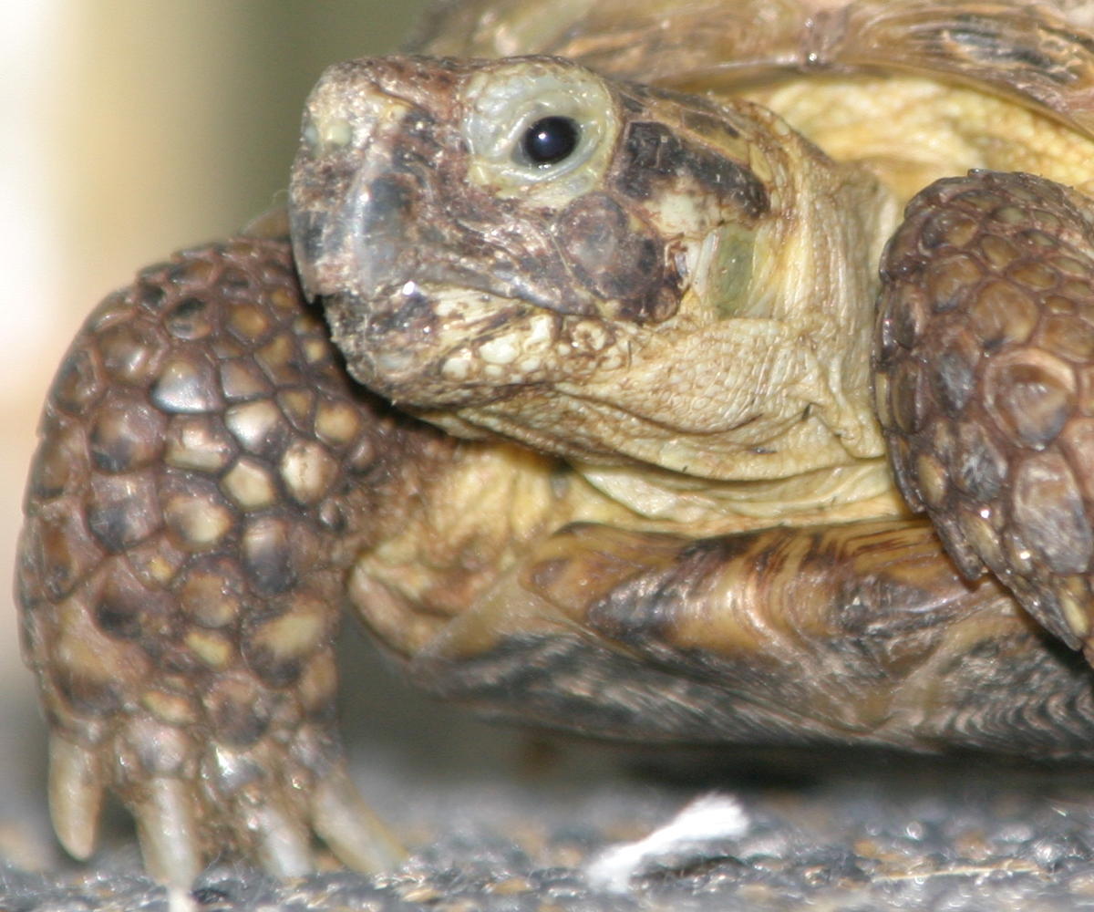 sheldon the russian tortoise