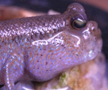 skip my mudskipper