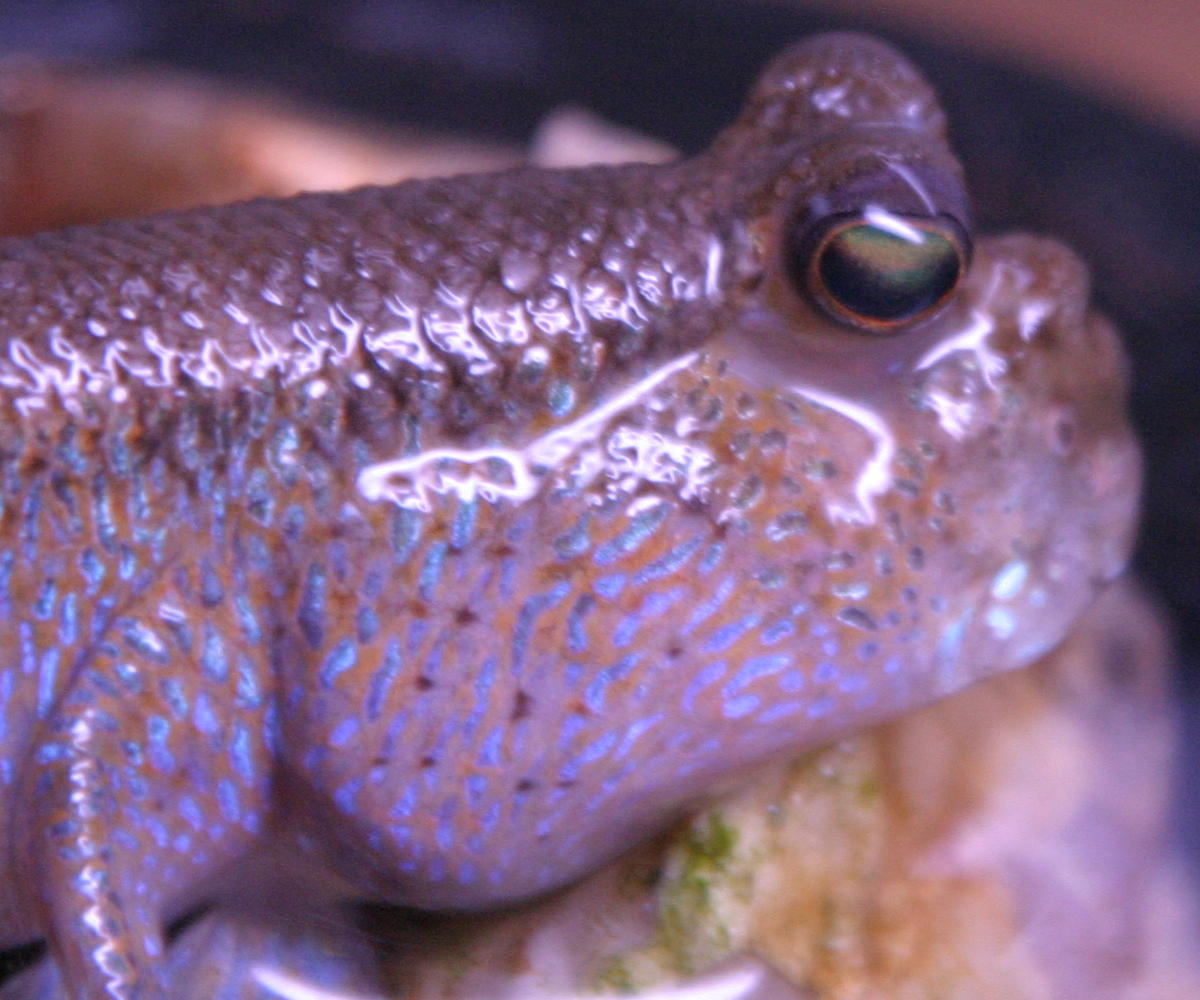 skip my mudskipper