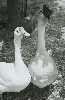 our geese