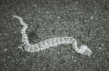 speckled rattler