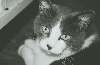 tommy the cat