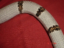 04 female 7 (daisy) closeup of banding