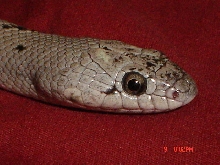 04 female 7 (daisy) headshot