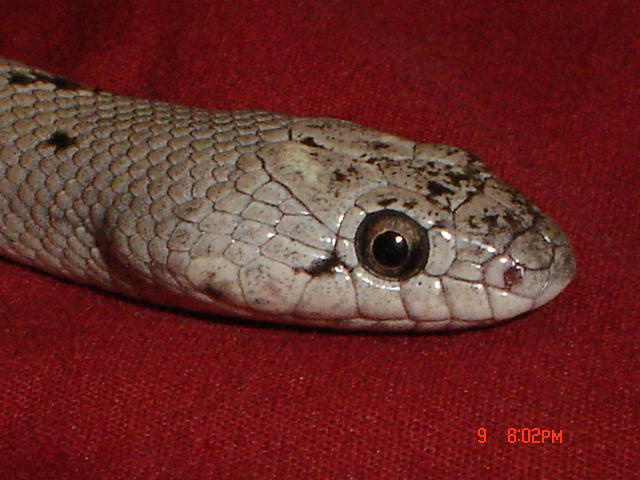 04 female 7 (daisy) headshot