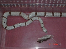 04 female 7 (daisy) w/lg hopper