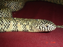 male brooksi headshot