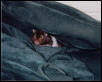 hamster