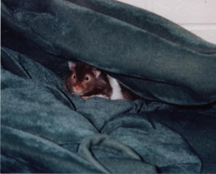 hamster