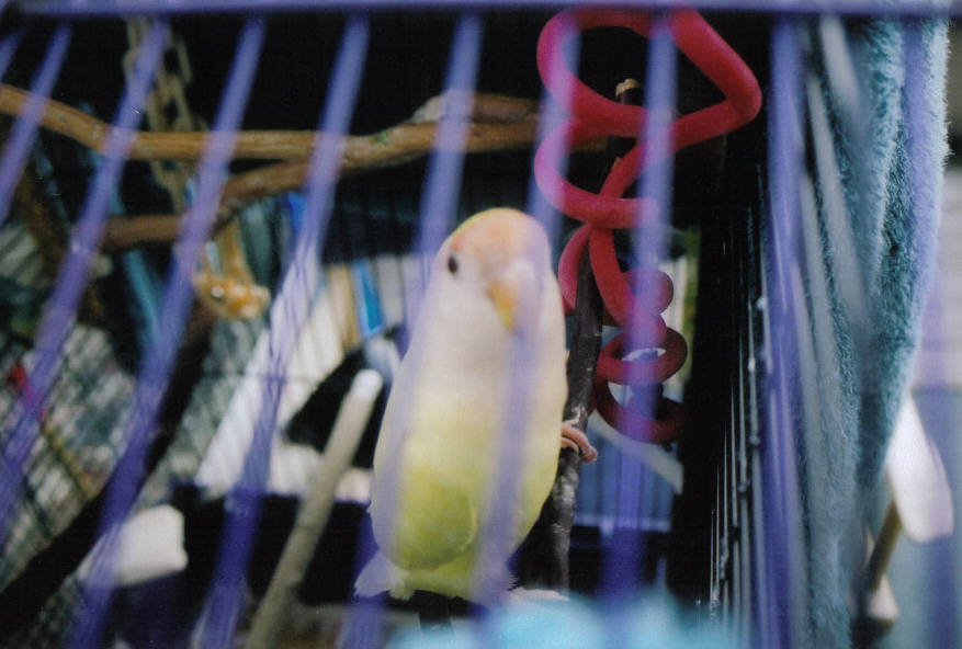Kyrie, my lovebird