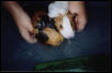 wet pigs