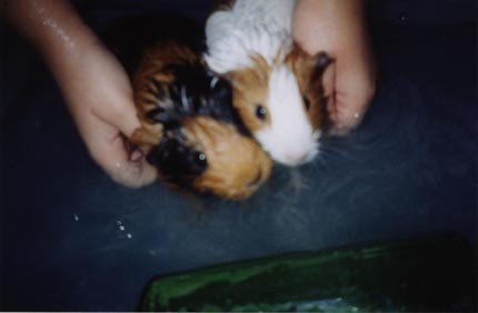 wet pigs
